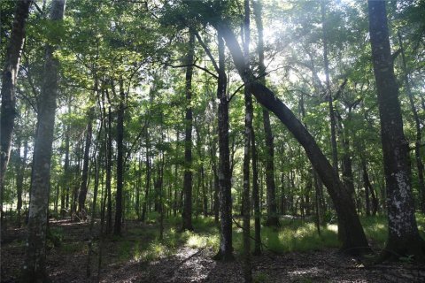 Land in Gainesville, Florida № 1806658 - photo 6