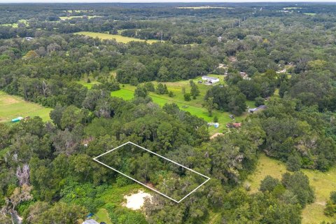 Terreno en venta en Reddick, Florida № 1901755 - foto 3