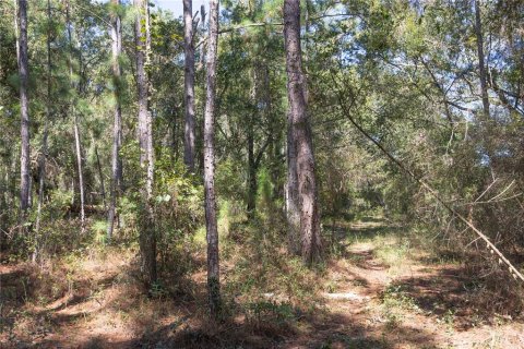 Land in Webster, Florida № 2144913 - photo 12