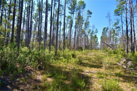 Land in Perry, Florida № 2166635 - photo 24