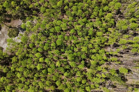 Land in Perry, Florida № 2166635 - photo 25