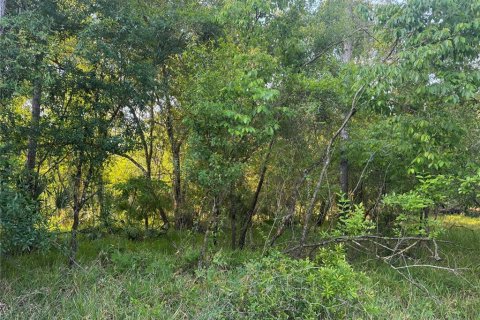 Land in Arcadia, Florida № 2158786 - photo 2