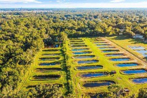 Terrain à Wimauma, Floride № 2426869