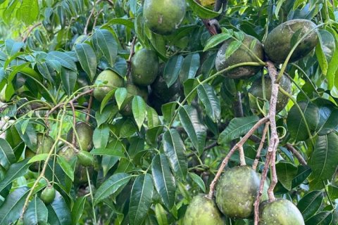 Купить коммерческую недвижимость в Хомстед, Флорида № 1973146 - фото 14