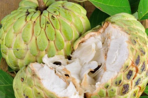 Купить коммерческую недвижимость в Хомстед, Флорида № 1973146 - фото 17