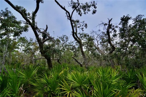 Terreno en venta en Steinhatchee, Florida № 1908476 - foto 6