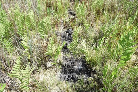 Land in Gainesville, Florida № 1673607 - photo 18