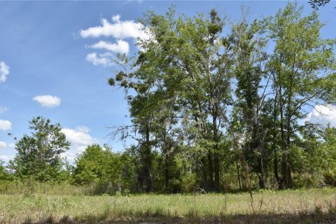 Land in Gainesville, Florida № 1673607 - photo 3