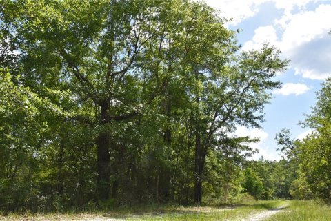 Land in Gainesville, Florida № 1673607 - photo 4