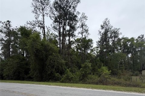 Land in Hawthorne, Florida № 2158975 - photo 5