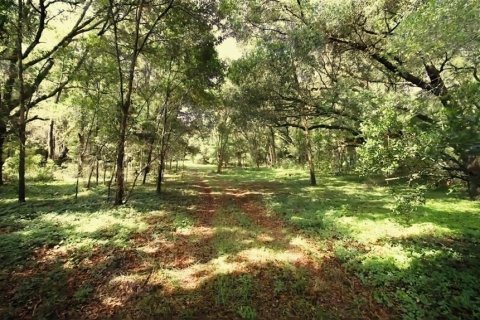 Land in Archer, Florida № 1780947 - photo 26