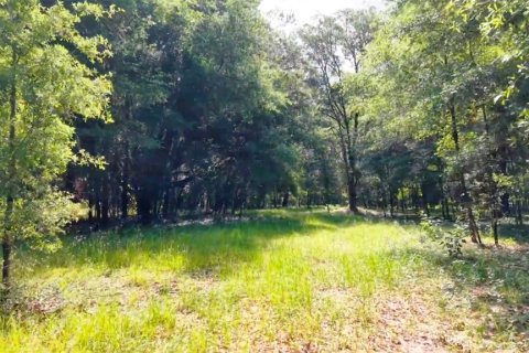 Land in Archer, Florida № 1780947 - photo 28