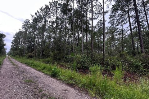 Land in Citra, Florida № 2159017 - photo 6