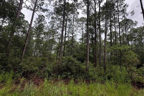 Land in Citra, Florida № 2159017 - photo 4