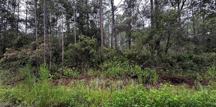 Land in Citra, Florida № 2159017