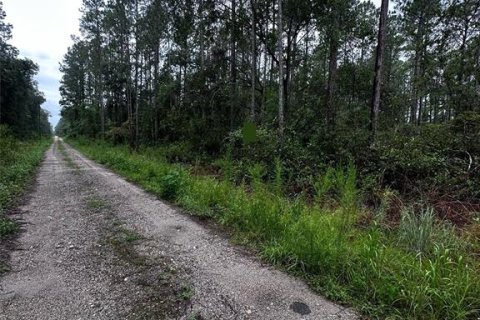 Land in Citra, Florida № 2159017 - photo 5