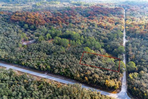 Land in Webster, Florida № 2161519 - photo 4