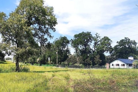 Land in Dade City, Florida № 1537508 - photo 22