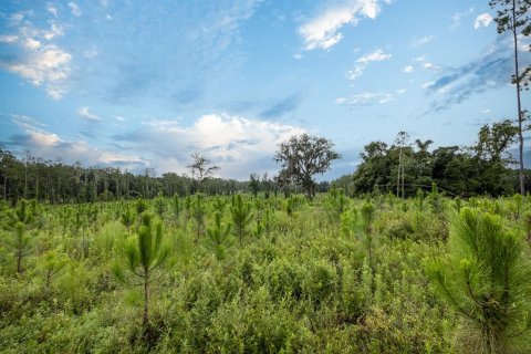Land in Alachua, Florida № 1295250 - photo 21
