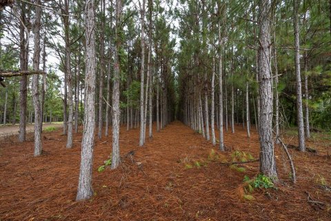 Land in Alachua, Florida № 1295250 - photo 28
