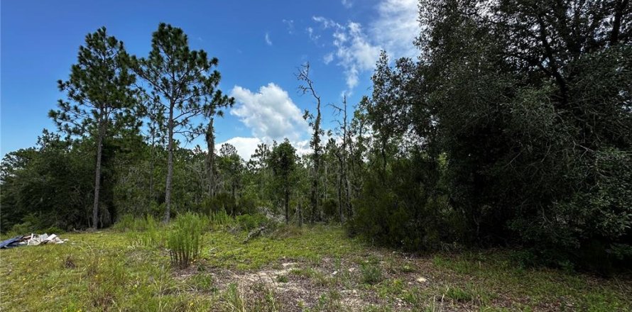 Terrain à Williston, Floride № 2237413