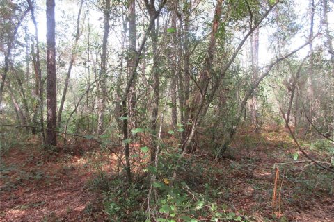 Land in Silver Springs Shores, Florida № 2164284 - photo 3