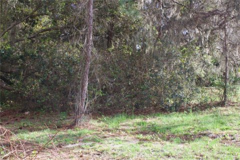 Terrain à vendre à Tavares, Floride № 2142422 - photo 21