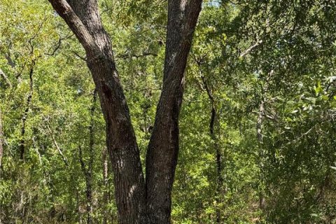 Terreno en venta en Bronson, Florida № 2159534 - foto 3