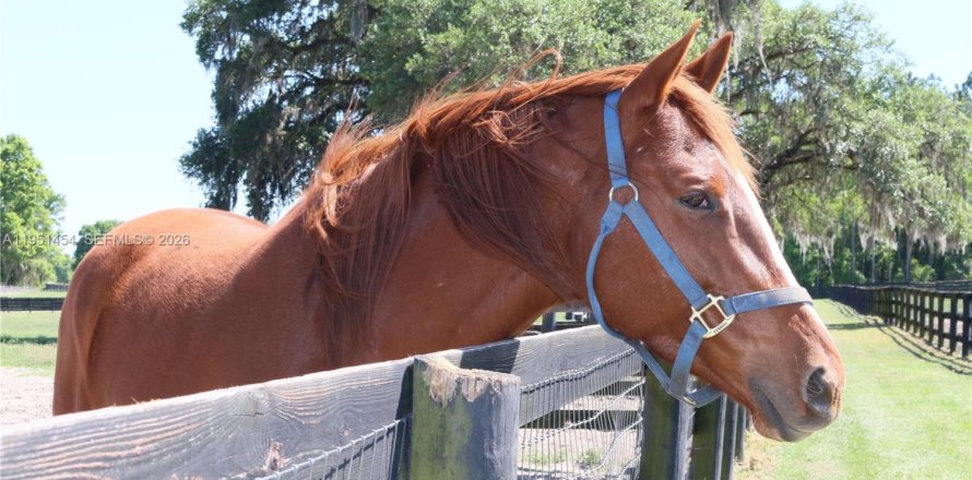 Коммерческая недвижимость в Окала, Флорида № 2009434