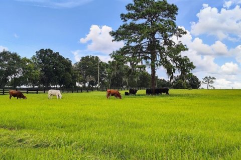 Terrain à Inverness, Floride № 2092217