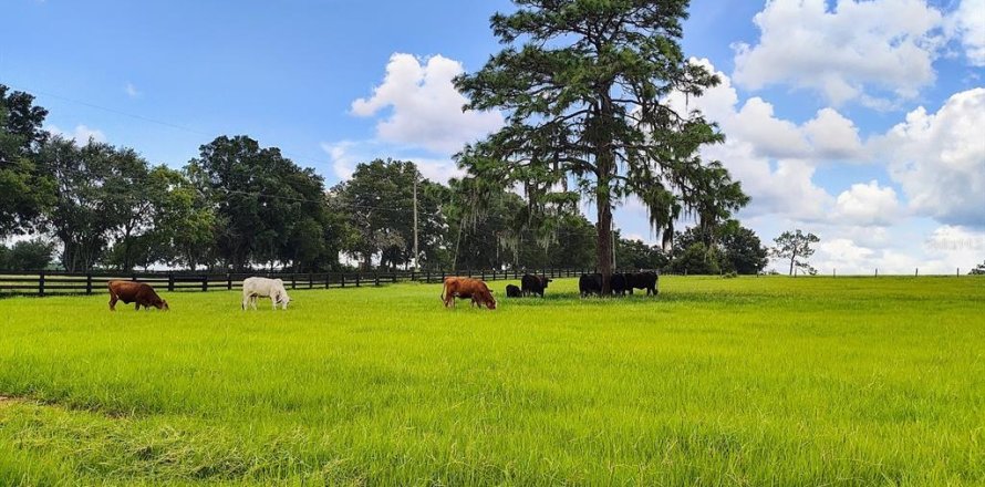 Terrain à Inverness, Floride № 2092217