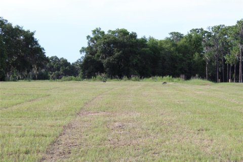 Land in Altoona, Florida № 1792828 - photo 15