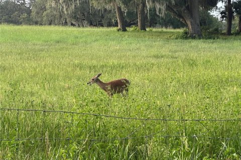 Land in Altoona, Florida № 1792828 - photo 25