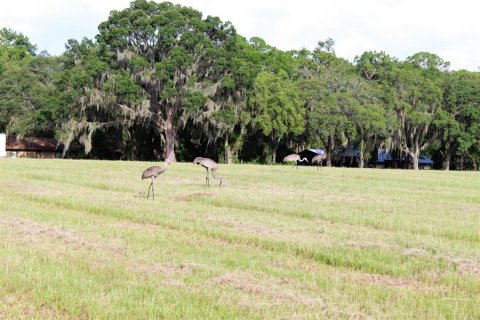 Land in Altoona, Florida № 1792828 - photo 22