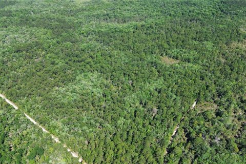 Terreno en venta en Chiefland, Florida № 2108172 - foto 13