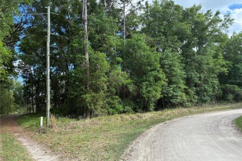 Land in Ocklawaha, Florida № 2204838