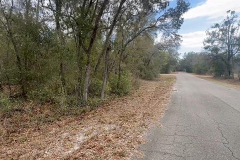 Land in Ocklawaha, Florida № 2238848 - photo 3