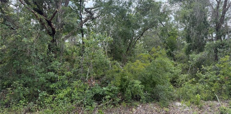 Terreno en Webster, Florida № 1737011