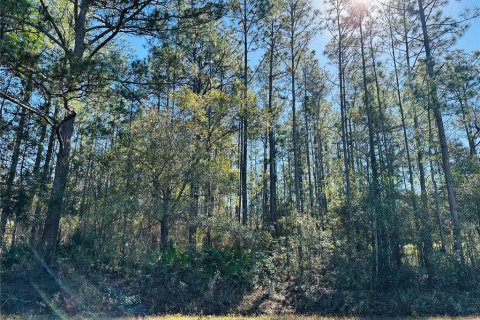 Land in Hastings, Florida № 1544578 - photo 1