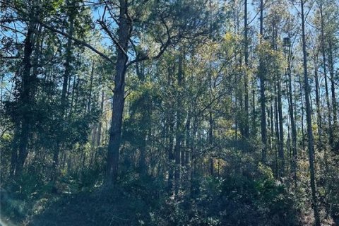 Land in Hastings, Florida № 1544578 - photo 10