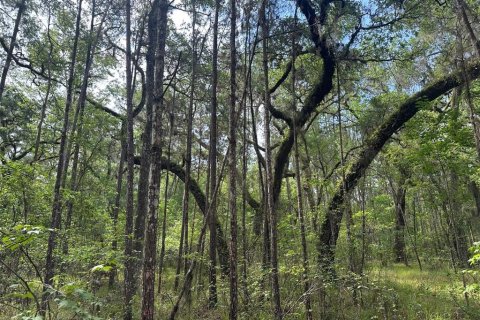 Land in Brooksville, Florida № 1725016 - photo 3