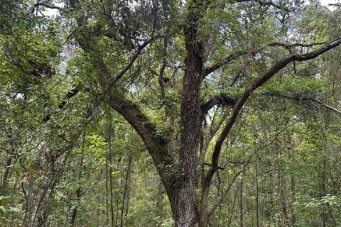 Land in Brooksville, Florida № 1725016 - photo 4