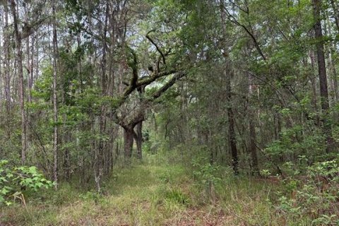 Land in Brooksville, Florida № 1725016 - photo 8