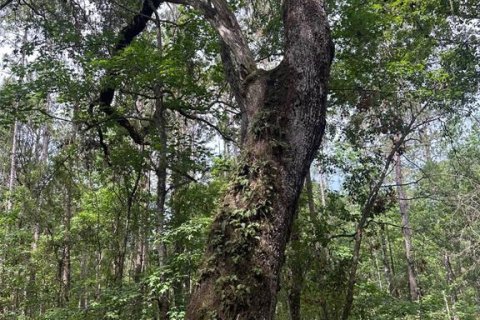 Land in Brooksville, Florida № 1725016 - photo 9