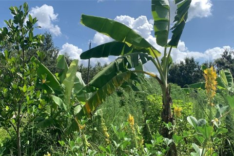Land in Bartow, Florida № 1834885 - photo 11