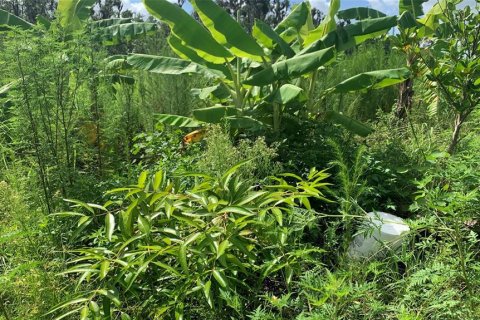 Land in Bartow, Florida № 1834885 - photo 15