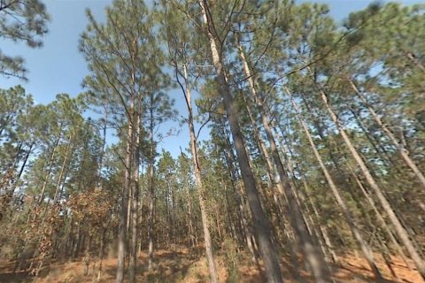 Land in Dunnellon, Florida № 2228940 - photo 3