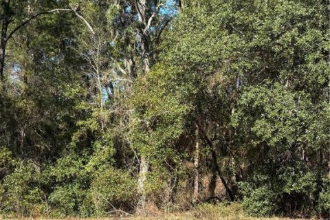 Terreno en venta en Ocala, Florida № 1511887 - foto 2