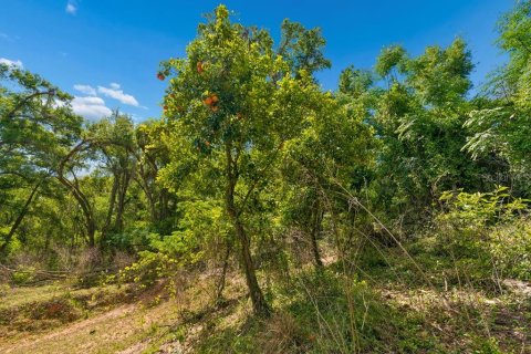 Land in Dade City, Florida № 2093936 - photo 15