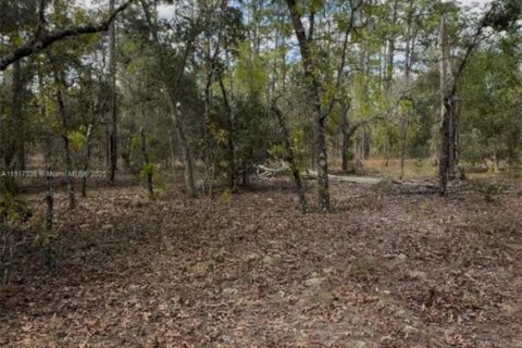 Land in Ocala, Florida № 2158530